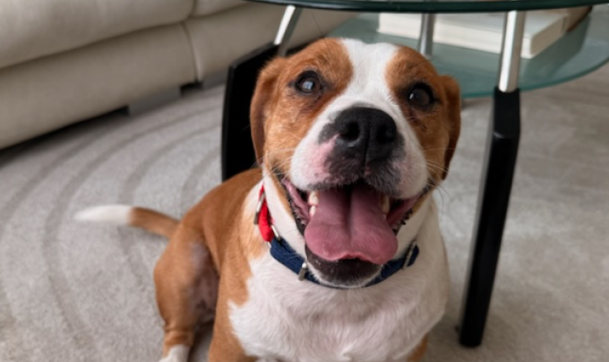 Cheecky the dog with mouth open smiling with tongue out sitting under a table in a room